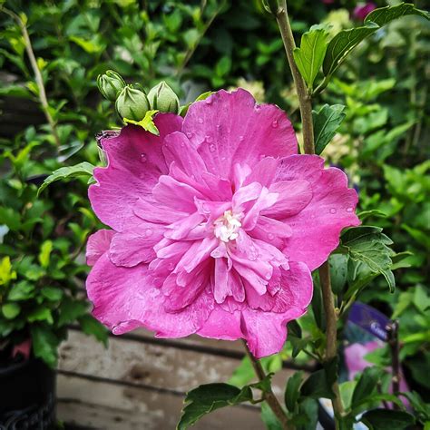 Raspberry Smoothie Hardy Hibiscus For Sale Online The Tree Center