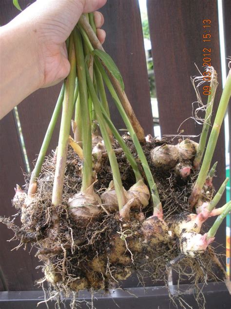 And you can easily grow ginger in pots or tubs, so growing ginger indoors is a possibility in cooler climates. On The Green Side Of Life: Growing Ginger In Container