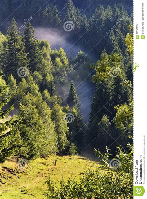 The Beautiful Green Pine Trees On Carpathian Mountains Stock Image