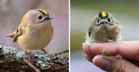 Goldcrests Are The Tiniest British Bird Species But Called King Of The
