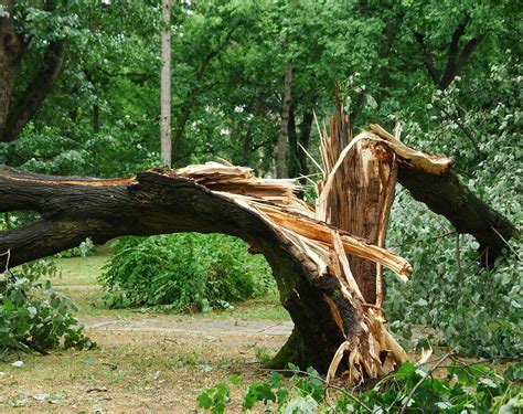 Emergency Tree Service And Storm Damage Hometown Tree Experts