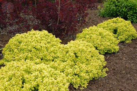 ✅ free delivery and free returns on ebay plus items! Golden Nugget Dwarf Japanese Barberry shrub. The yellow is ...