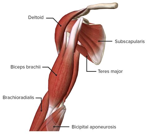 Anterior Arm Muscles