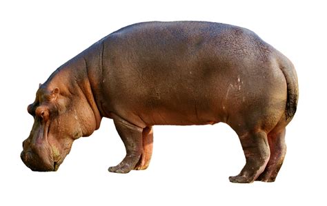 Hipopótamo Mamífero Jardim Foto Gratuita No Pixabay Pixabay