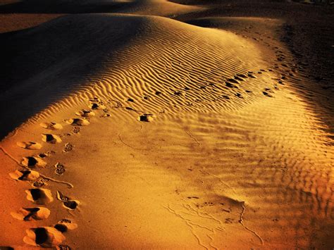 Footprints In The Desert A Photograph Of My Own Footprints Flickr