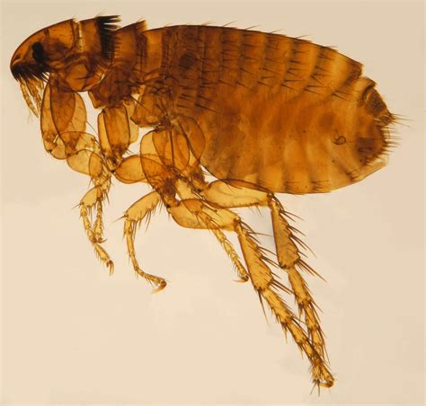 Does Talcum Powder Kill Fleas Generations Saintgilles