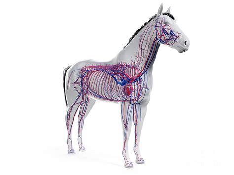 Horse Vascular System Photograph By Sebastian Kaulitzkiscience Photo