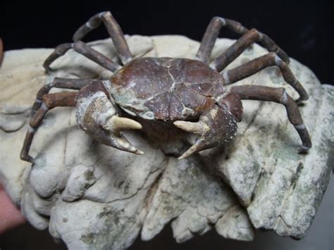 Large Fossil Crab With Legs Name Galene Granulifera Age Pliocene 5