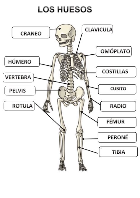 Los Huesos Del Cuerpo Humano