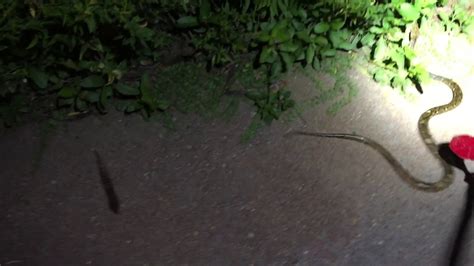 Baby Reticulated Python Snake In The Wild Silverlake Pattaya Thailand