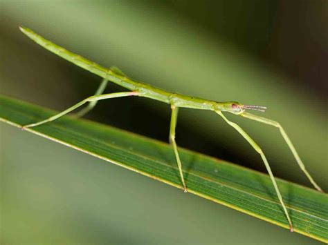 The stick insect: lifespan, life cycle & common varieties - Saga