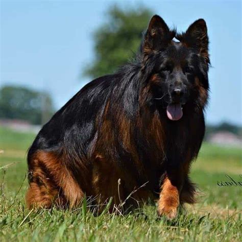 Your Ultimate Guide To The Long Haired German Shepherd
