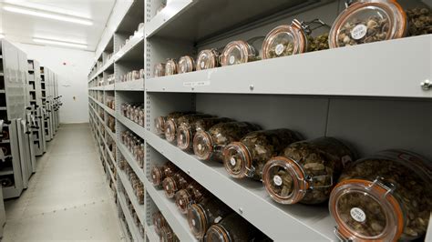 The first seed bank was established in 1921 in leningrad (vavilov institute of plant industry). About | Millennium Seed Bank Partnership At Kew