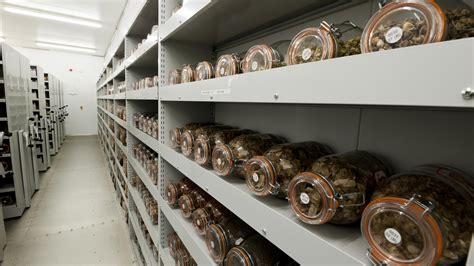 About | Millennium Seed Bank Partnership At Kew