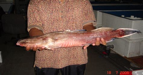 Makanan laut dengan jelas termasuk ikan dan kerangan. hanafiah the fish farmer: Pasaran ikan (1)
