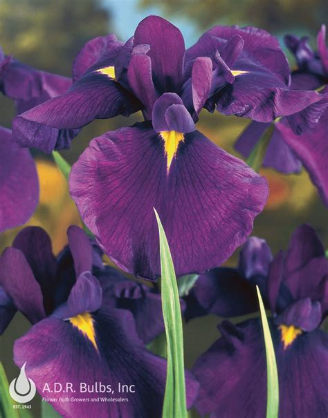 Iris Ensata Temple Bells Ships In Spring Japanese Iris From Adr Bulbs