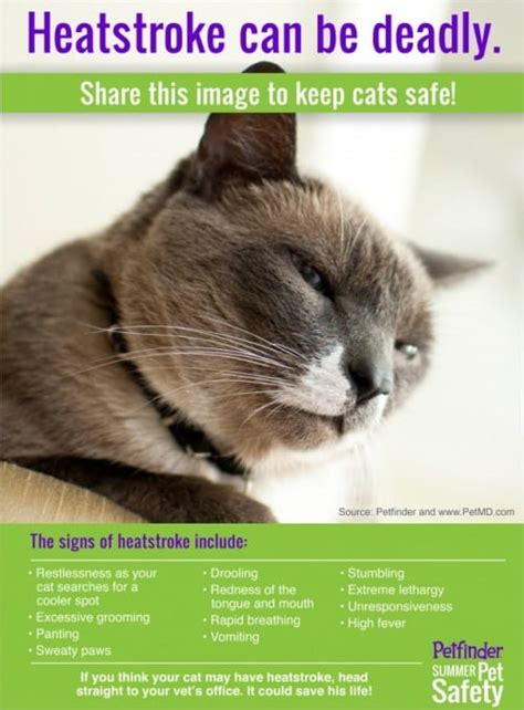 Keep Kitty Safe During Hot Summer Days Paws News For Cat Lovers