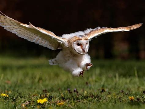 How Long Do Barn Owls Live Complete Guide Birdfact