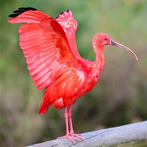 Scarlet Ibis Beale Wildlife Park And Gardens