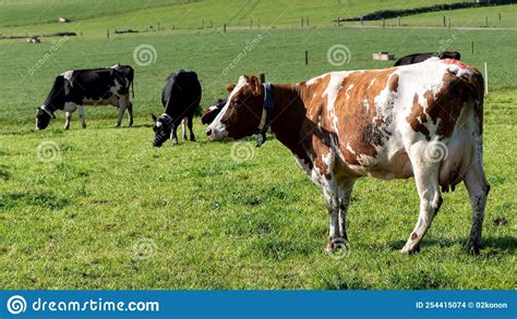 Cows On A Grass Pasture On A Sunny Day Cows On Free Grazing Large Livestock Cattle Stock
