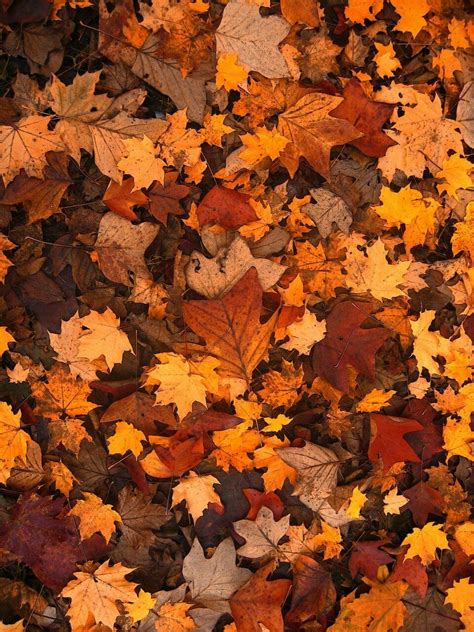 Pin By عَــــٓـــائِشــّـة On Aυτυми Iphone Wallpaper Fall Autumn Leaves Art Cute Fall Wallpaper