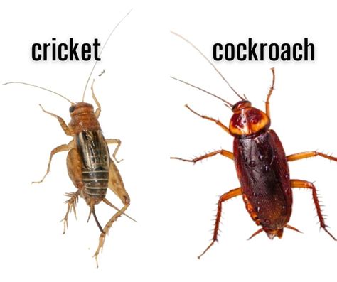 Are Roaches Beetles Dear Adam Smith