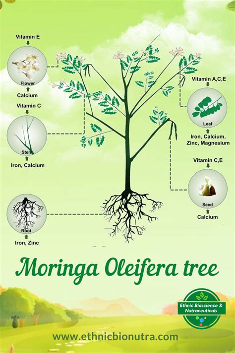 Nutritional Values Of Moringa Oleifera Moringa Oleifera Moringa