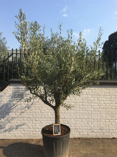 Our real topiary trees are treasured for their ornamental features. Multi-stemmed Olive Tree for sale. Buy now for free delivery.
