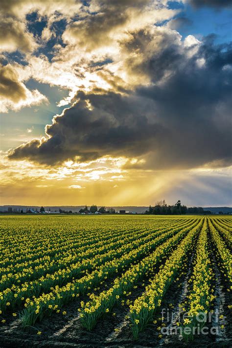 Sunrays Clouds Angles Skagit Daffodil Field Photograph By Mike Reid