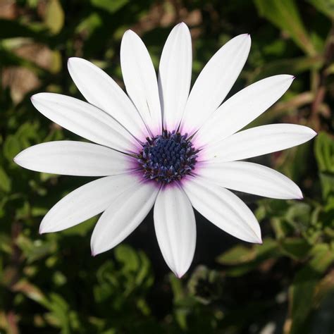 White African Daisy Photograph By Taiche Acrylic Art Pixels