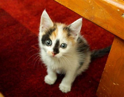 Adorable Fluffy Little Calico Baby Kitten Fluffy Animals Cats And