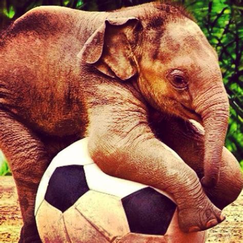 2 Of My Favs Elephants And Soccer