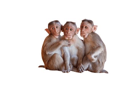 Best 59 Monkey Png Hd Transparent Background A1png