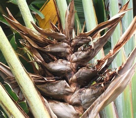 Image Result For Travellers Palm Seed Pods Travellers Palm Seed Pods