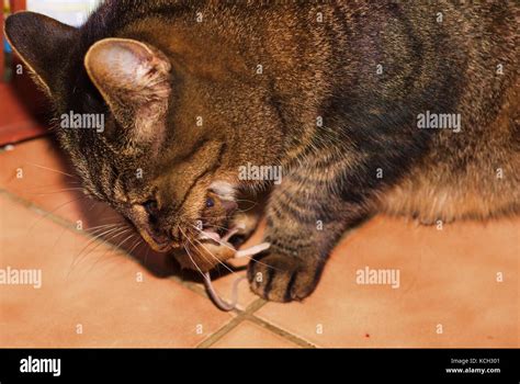 Cat Felis Catus Eating Field Mouse Apodemus Sylvaticus Inside On
