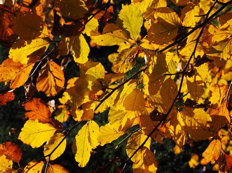 Free Images Branch Sunlight Flower Colorful Season Maple Tree