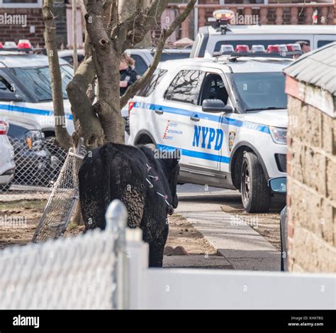 Nypd Esu Hi Res Stock Photography And Images Alamy