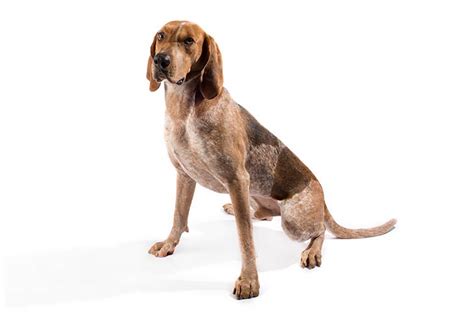 *american english coonhounds as they are registered in akc. American English Coonhound Dog Breed Information