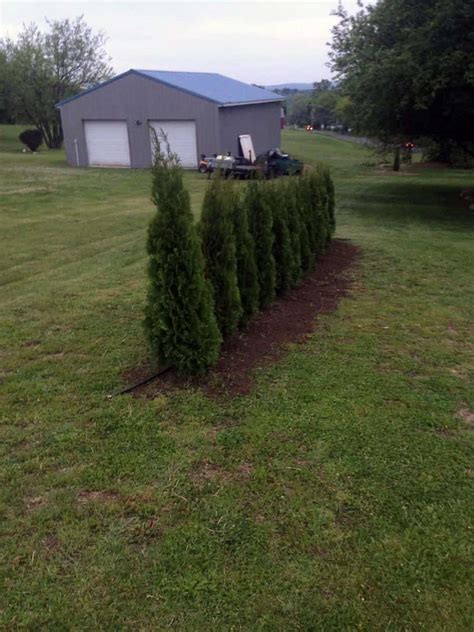 Gallery Page 6 Arborvitae