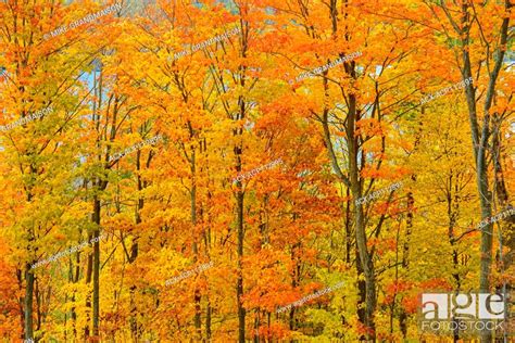Deciduous Forest Of Sugar Maple Trees Acer Saccharum In Autumn