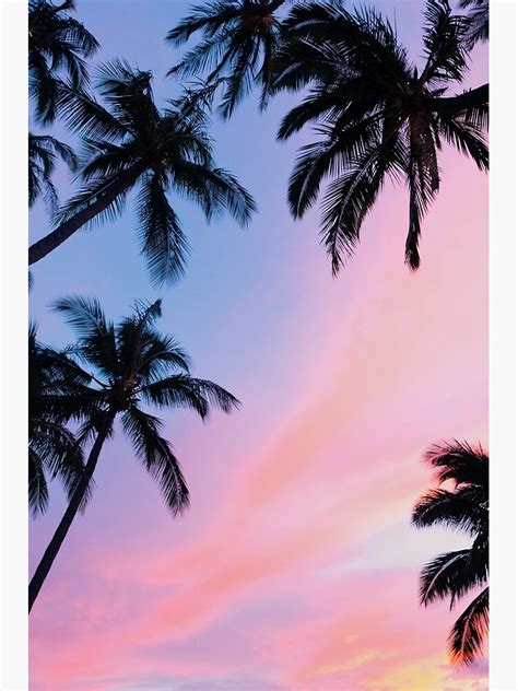 Beautiful Pink Sunset Palm Trees Metal Print By Newburyboutique