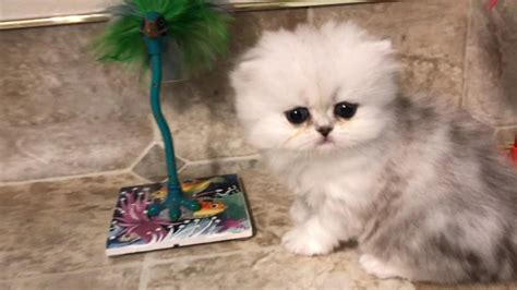 The former is cobby and very long haired. 17 07 12 Cute Persian Kitten, Lakota, explores while the ...