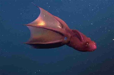 What Do Vampire Squid Eat