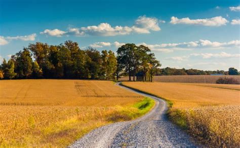 Dirt Road Through Farm Fields In Rural York County