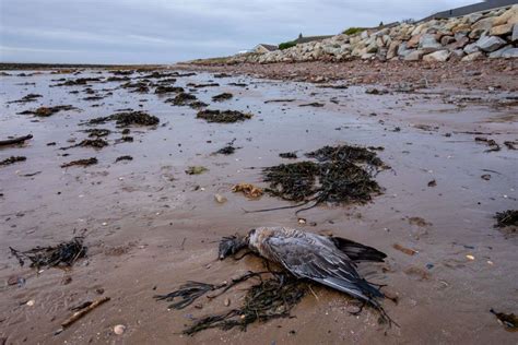 Bird Flu Conservationists Warn Spreading Infection Is Wiping Out UK Seabirds New Scientist