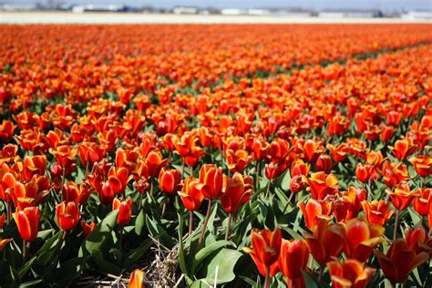 Tulip Fields Tulips Field Flower Flowers Wallpapers Hd Desktop