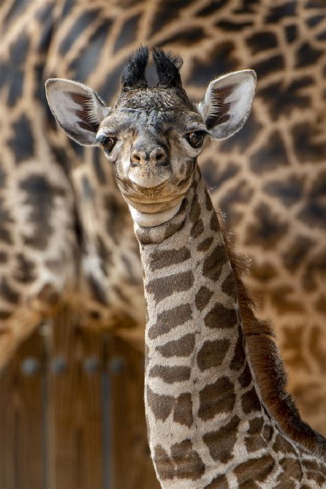 New Baby Boy Giraffe Is Born At Disneys Animal Kingdom