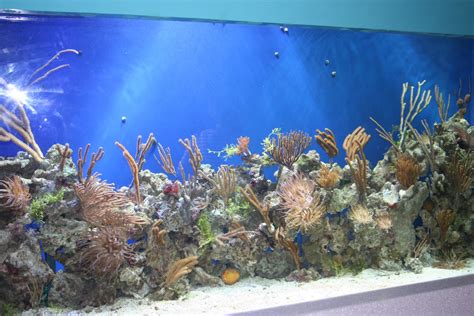 Aquarium | Pics4Learning