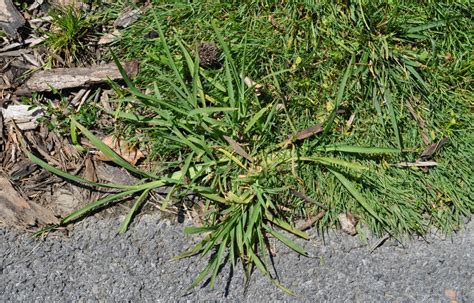 Most people don't like the look of crabgrass in their yards. How can I get rid of crabgrass in my lawn? | UNH Extension