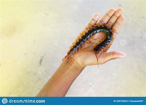 Centipedes Are Poisonous Animals Stock Photo Image Of Centipedes